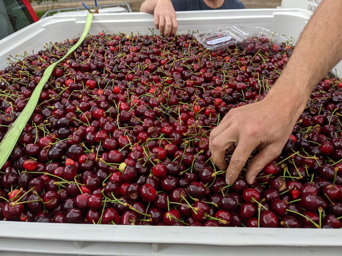 Cherry