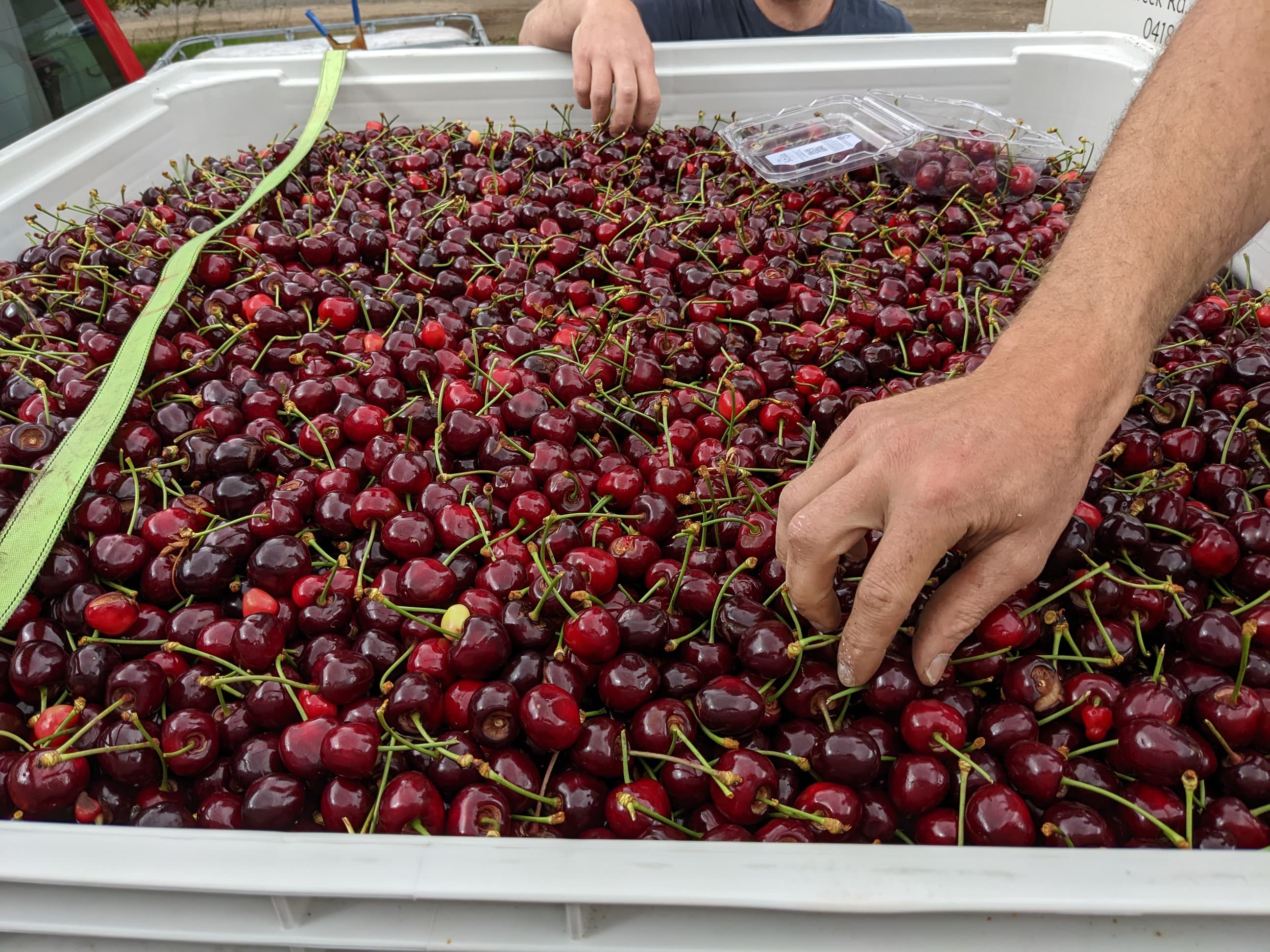Fresh cherries in natural light.